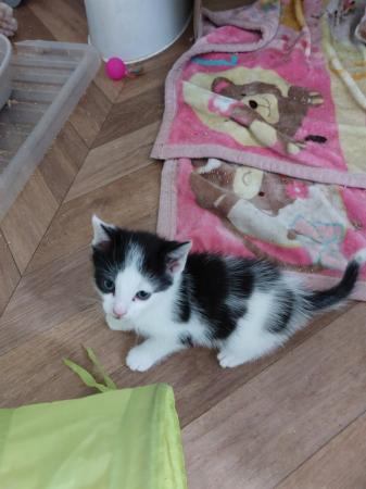 Image 4 of Kitten looking for her forever home £80