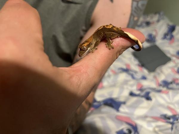 Image 6 of Baby crested geckos from Lilly white and harlequin parents