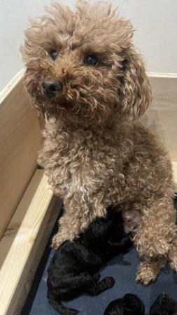 Image 6 of KC REG Stunning Black True to size Toy Poodle puppies