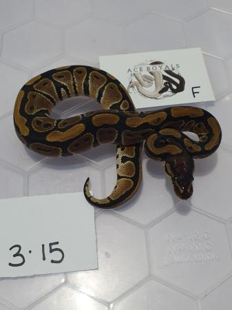 Image 3 of Hatchling royal pythons available