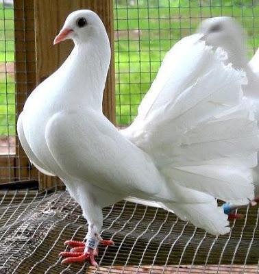 Image 2 of Beautiful Young White Fantail Doves