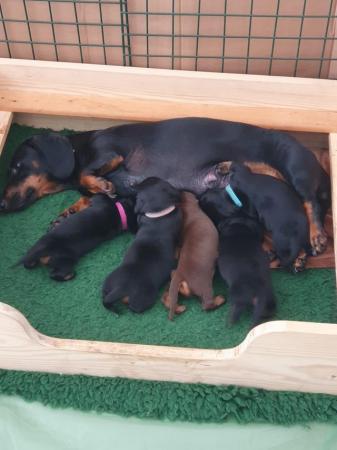 Image 6 of *READY NOW** Beautiful Black and Tan daschund girls for sale