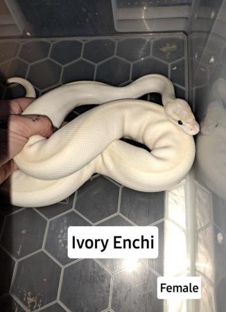 Image 1 of Various Royal pythons for sale from £80