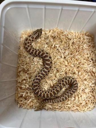 Image 5 of Hognose snake wildtype 100%het toffee belly male