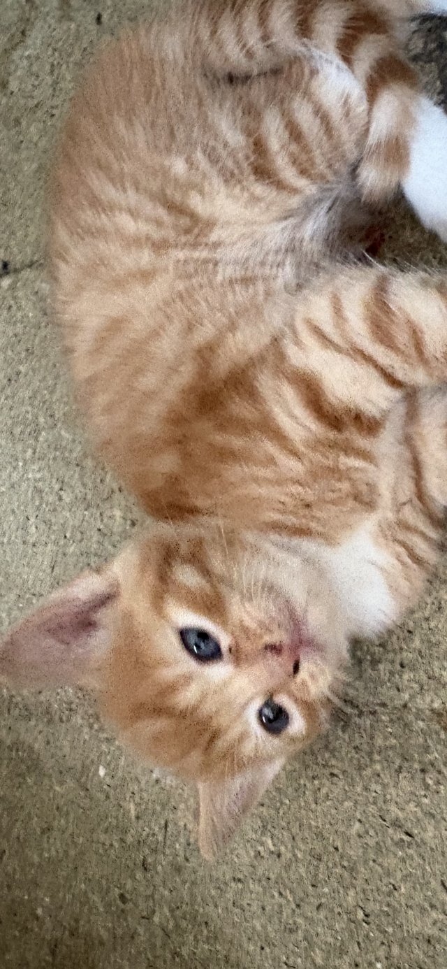 4 kittens looking for there forever homes — photo 4 of 4