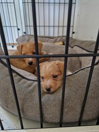 Image 7 of Lakeland Terrier Puppies For Sale