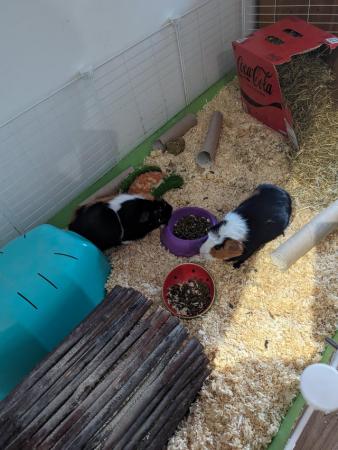Image 3 of 2year old female guinea pig pair