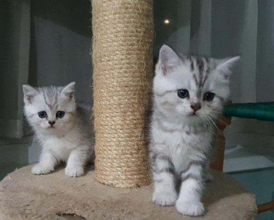 Image 2 of Beautiful Britishshorthair kittens
