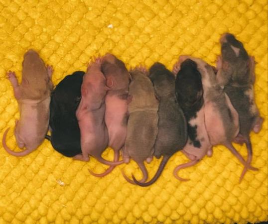 Image 4 of Rats! loving & Friendly Rats ??