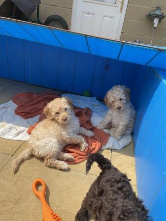 Image 18 of 7 weeks old, poodle cross puppies available