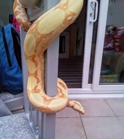 Image 5 of Albino roswell Laddertail boa constrictor 12m