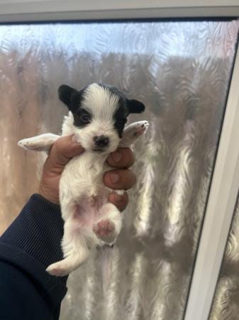 Image 9 of Very meautiful mini Biewer puppies for sale