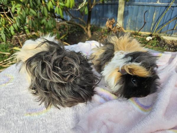Image 6 of 2 bonded Lunks (lunkarya) male guinea pigs