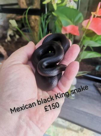Image 1 of King and rat snakes available