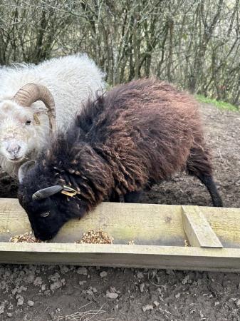 Image 1 of 4 Ouessant wethers for sale, 1 yr old, 2 white 2 black