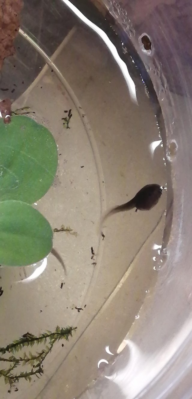 Preview of the first image of Wanted amphibian tadpoles..