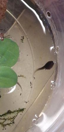 Image 1 of Wanted amphibian tadpoles.