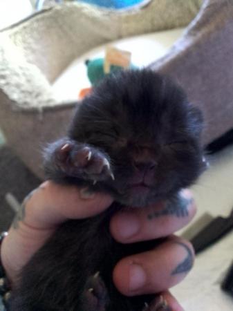 Image 1 of Stunning chunky Black fluffy kittens.