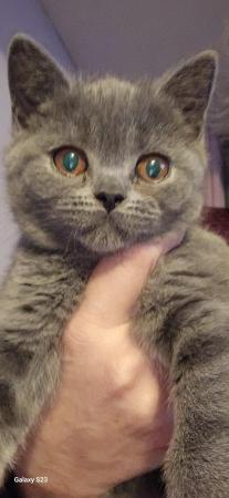 Image 4 of British shorthair blue kittens ready to leave now