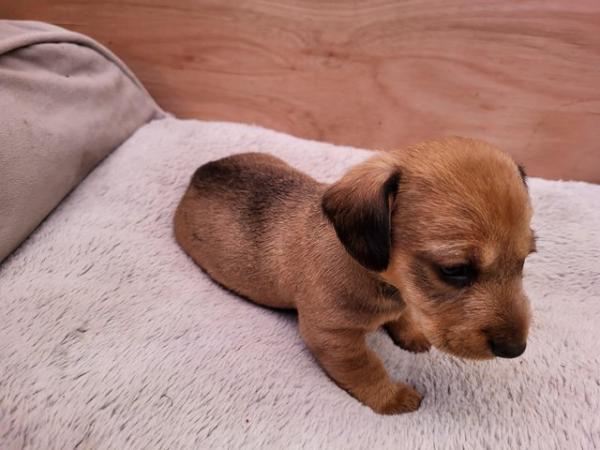 Image 8 of Teckle/long haired sausage dog puppies