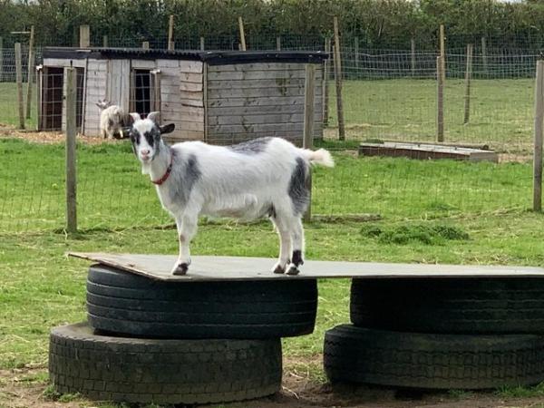 Image 1 of Pair of Pygmy Nanny Goats - 2 1/2 Yrs Old