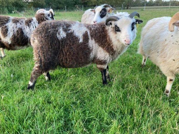 Image 2 of Shetland sheep mature rams for sale.