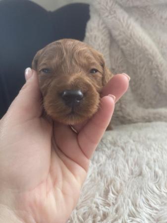 Image 12 of F1 cockapoo puppies looking for forever homes