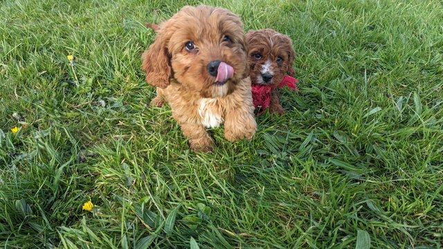 Image 12 of Gorgeous F1 toy cavapoo puppies - price reduced