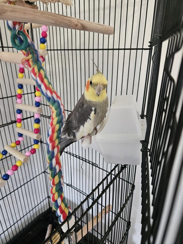 Preview of the first image of 12 month old male cockatiel with cage £140.00 ovno.