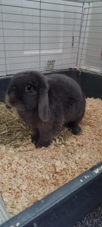 Image 3 of Dwarf lop female rabbit for sale