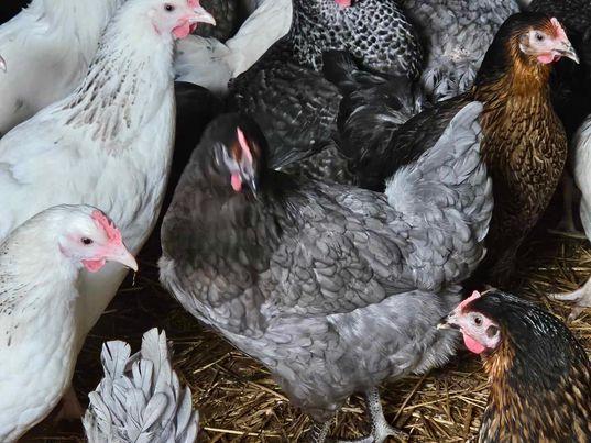 Preview of the first image of For Sale Blubell Pullets/Hens.