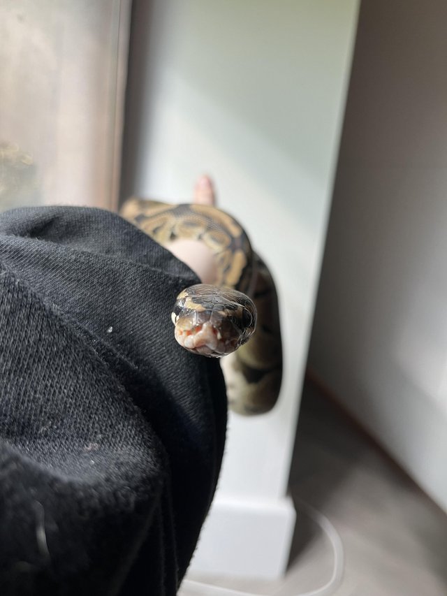 Preview of the first image of Leopard Paradox female Ball Python.