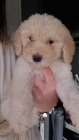Image 1 of Ready to leave now. Goldendoodle puppies
