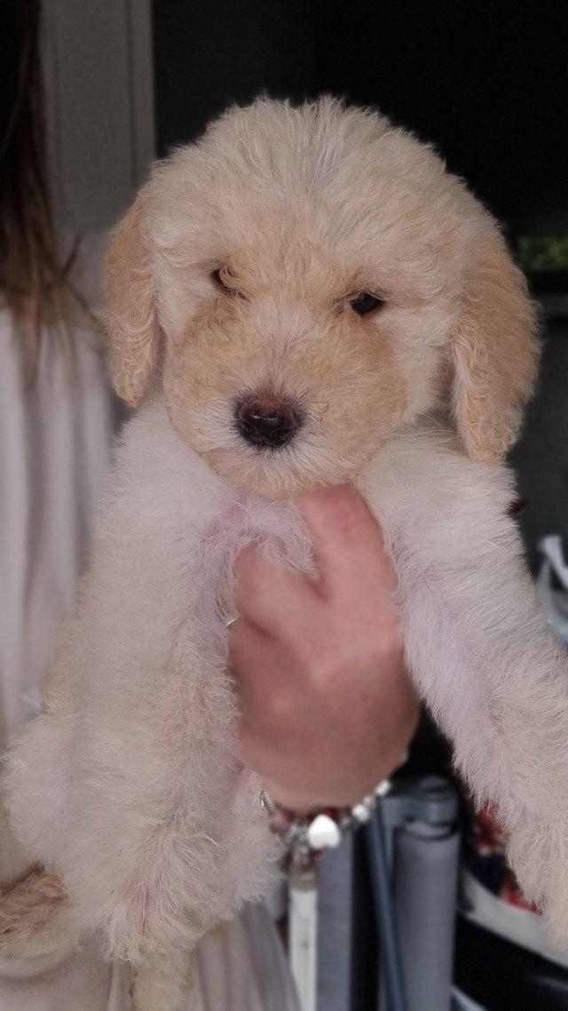 Preview of the first image of Ready to leave now. Goldendoodle puppies.
