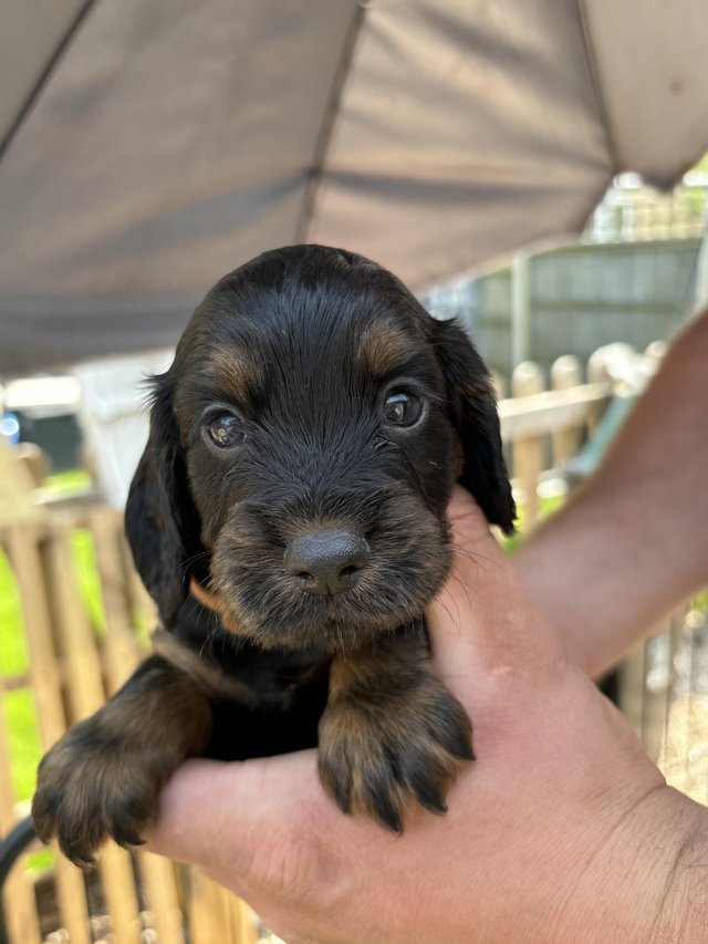 Preview of the first image of KC Working cocker spaniel pups.