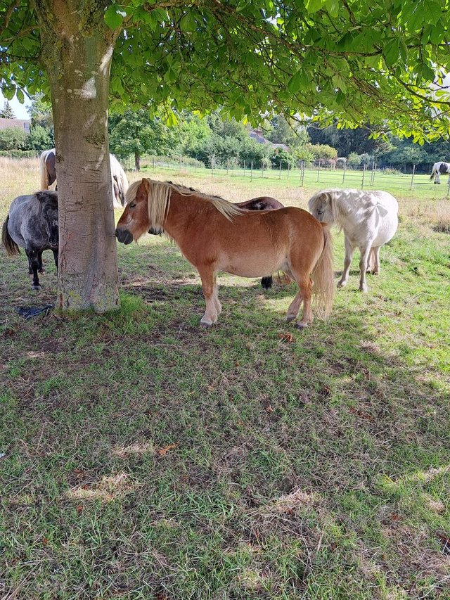 Preview of the first image of Equine Charity Seeking land and outbuildings to Rent.