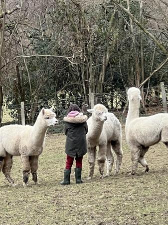 Image 3 of 4 alpaca boys looking for forever home . Free to good home