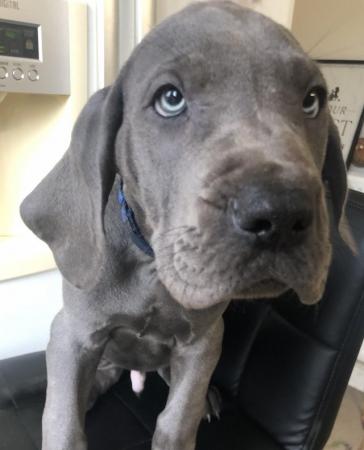 Image 20 of 3 GIRLS LEFT!12 Healthy Chunky Solid Blue Great Dane Puppies