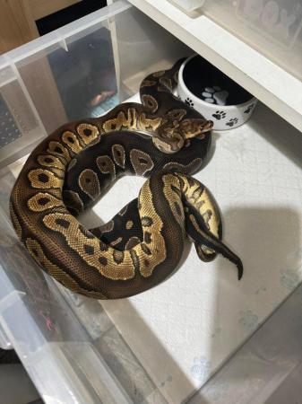 Image 3 of 18 Month old Volcano clown Royal python