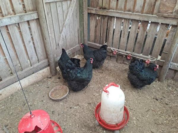 Image 2 of Black Orpington hatching eggs.....for sale