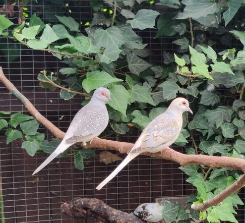 Image 4 of Pied Diamond doves for sale