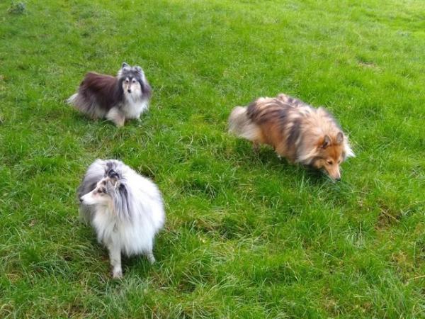 Image 1 of Five star home awaits adult/older/retired female Sheltie as