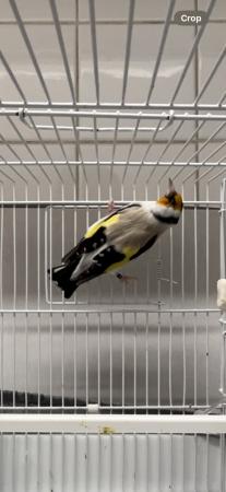 Image 3 of Siberian Goldfinch for sale