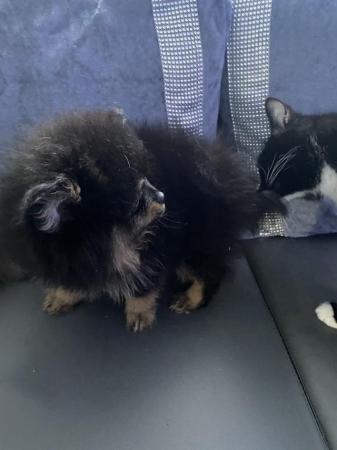 Image 5 of Pomeranian puppies 1 boy available black and tan
