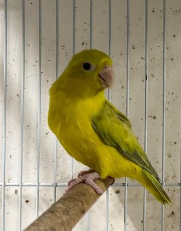 Image 5 of Beautiful Budgies & parrotlet for sale