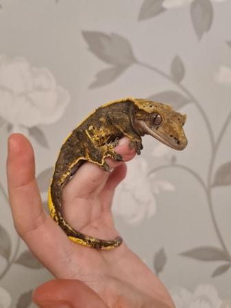 Image 1 of Tri-Colour Partial Pin Harley Crested Gecko
