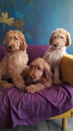 Image 15 of SOLD OUT quality red girls goldendoodle x irishdoodle
