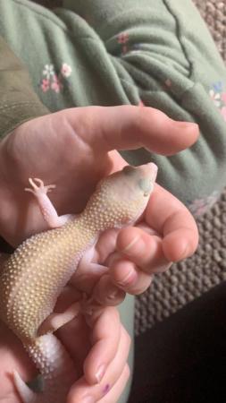 Image 3 of 3 year old albino leopard gecko