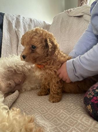 Image 15 of Stunning Red Maltipoo Puppies - ready today!