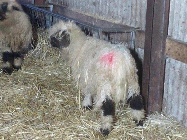 Image 3 of Valais Blacknose Wether.... Kentucky. For Sale Lancashire.